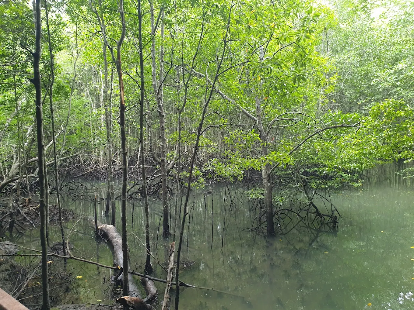 Langkawi Mangrove Tour